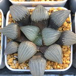 Haworthia Correcta 'Circuit Board'