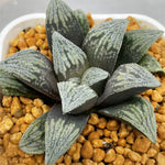 Haworthia Pygmaea Hakutetsu
