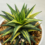 Haworthia Hard Leaf Variegated Zouge no Touge Variegated L