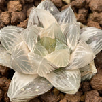 Haworthia White Akasen Lens variegated