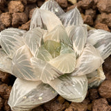 Haworthia White Akasen Lens variegated