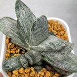 Haworthia Gasteria Gracilis variegated