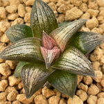 Haworthia Hard Leaf 'Old Folks' Medium Size 5cm