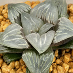 Haworthia 'Crystal Mutica'