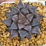 Haworthia Wimii 'Hakuginjyo'