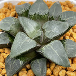 Haworthia Correcta 'Cloud shadow'