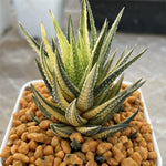 Haworthia Hybrid Koteki Nishiki variegated