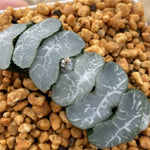Haworthia Truncata Jade Peak