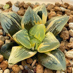 Haworthia Ice Angel variegated