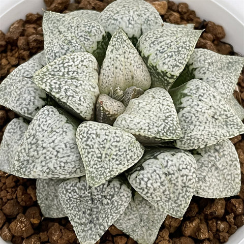 Haworthia Picta Myth Mother Plant