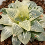 Haworthia Hybrid Comptoniana x Correcta variegated