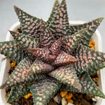 Haworthia Hard Leaf Nagoriyuki A mother plant