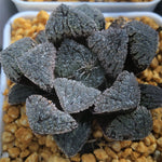 Haworthia 'Yoroi' Other