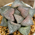 Haworthia Comptoniana 'Hakugei '