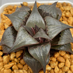 Haworthia  Badia  'Hakuhou'