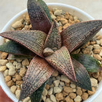 Haworthia Hard Leaf Rubine