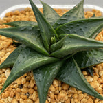 Haworthia Hard Leaf Limifolia cv. Black Lizard