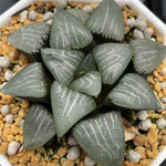 Haworthia Correcta