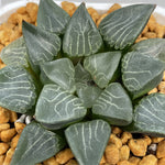 Haworthia Correcta Hanakage