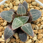 Haworthia Hybrid 'Purple Diamond' Plant from seeds
