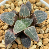 Haworthia Hybrid 'Purple Diamond' Plant from seeds