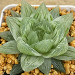 Haworthia Cooperi 'Seturifera' Variegated