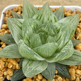 Haworthia Cooperi 'Seturifera' Variegated