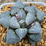 Haworthia Pygmaea celadon
