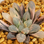 Haworthia OH variegated small size