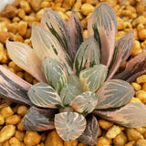 Haworthia OH variegated small size