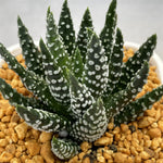 Haworthia Hard Leaf Donuts