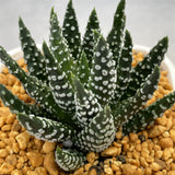 Haworthia Hard Leaf Donuts