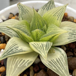 Haworthia Badia Hybrid Reverse Variegated