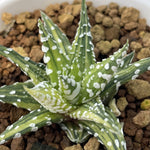 Haworthia Hard Leaf Zebra Variegated