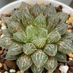 Haworthia Mirrorball Dark Variegated