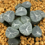 Haworthia Maughanii Blue Aurora