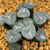 Haworthia Maughanii Blue Aurora