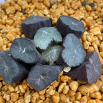 Haworthia Maughanii 'Yamamoto Murasaki'