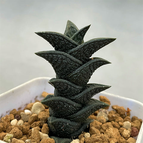 Haworthia Hard Leaf Nigra