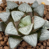 Haworthia Correcta
