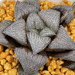 Haworthia Splendens