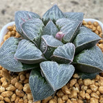 Haworthia Pygmaea celadon
