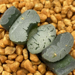 Haworthia Truncata SK