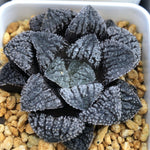 Haworthia Blue Diamond Other