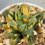 Haworthia Maughanii Variegated Big Size