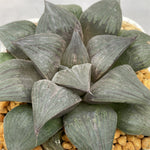 Haworthia Thunder shadow Big Size Other