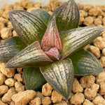 Haworthia Hard Leaf 'Old Folks' Medium Size 5cm