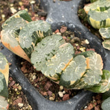 Haworthia Truncata Poseidon Variegated