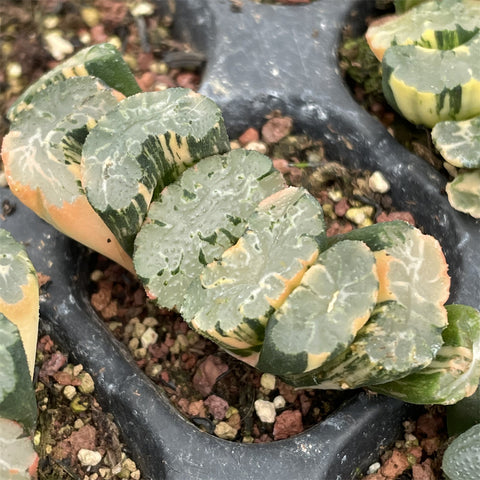 Haworthia Truncata Poseidon Variegated