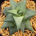 Haworthia Hard Leaf Tesselata